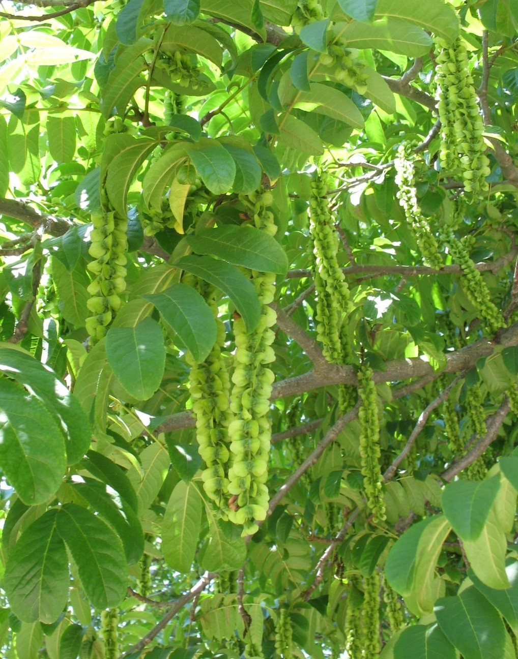 Image of genus Pterocarya specimen.