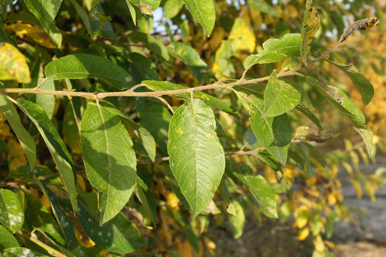 Image of Salix caprea specimen.