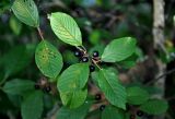 Frangula alnus