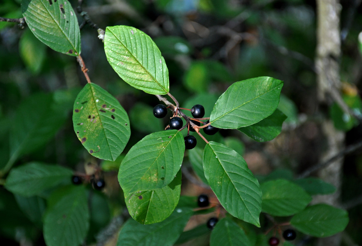 Image of Frangula alnus specimen.