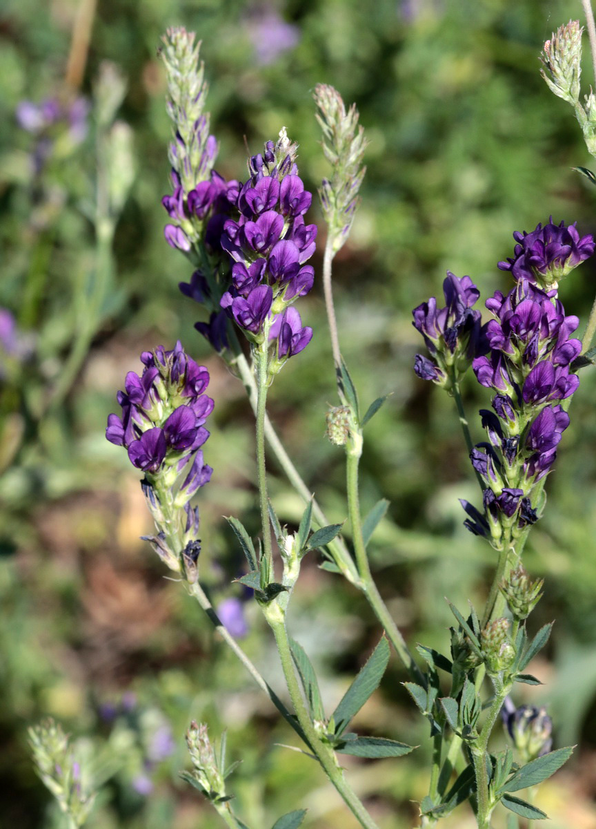 Изображение особи Medicago sativa.