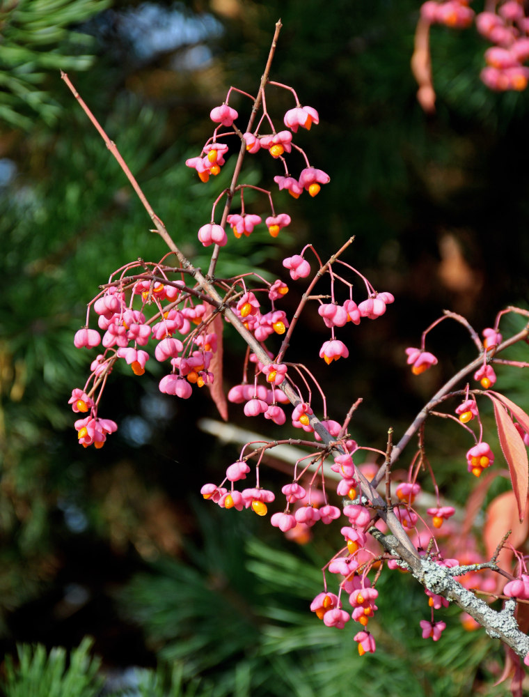 Изображение особи Euonymus europaeus.