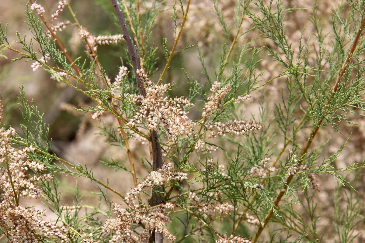 Image of Tamarix ramosissima specimen.