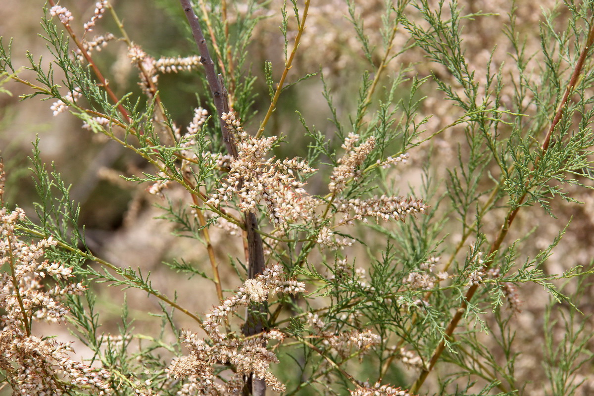 Image of Tamarix ramosissima specimen.