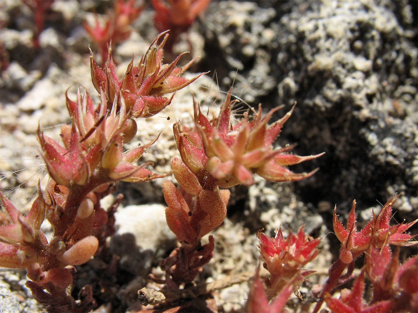 Image of Sedum rubens specimen.