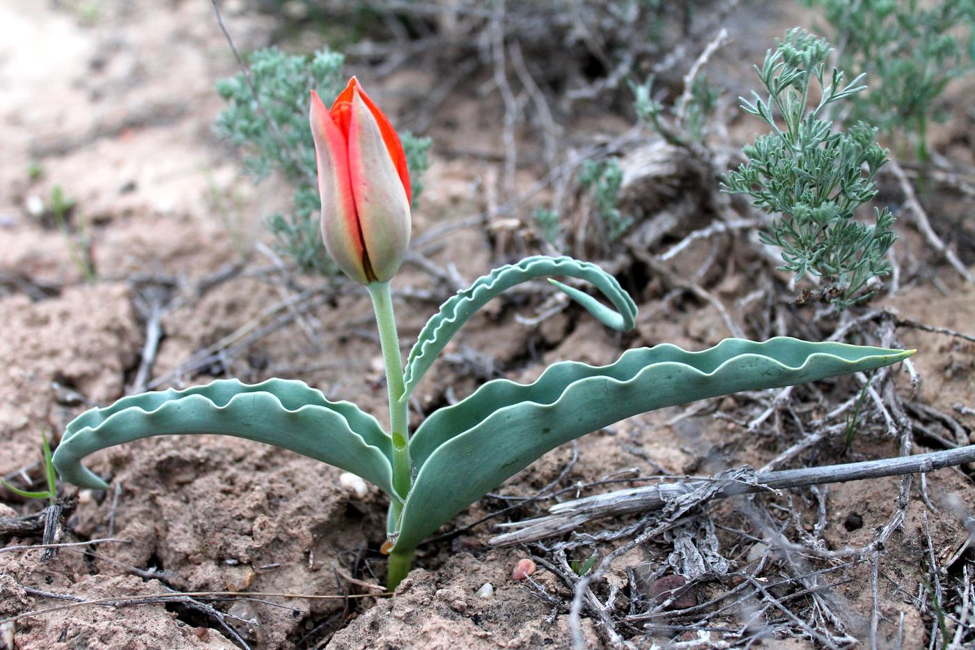 Изображение особи Tulipa alberti.