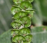 Acalypha peruviana