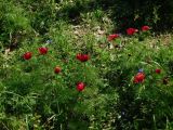 Paeonia tenuifolia. Цветущие и бутонизирующие растения. Ростовская обл., Азовский р-н, Александровский лес, обочина лесной дороги со стороны дубравы. 04.05.2021.