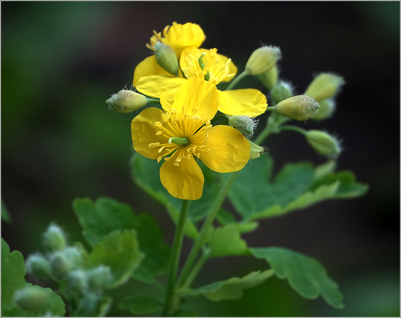 Image of Chelidonium majus specimen.