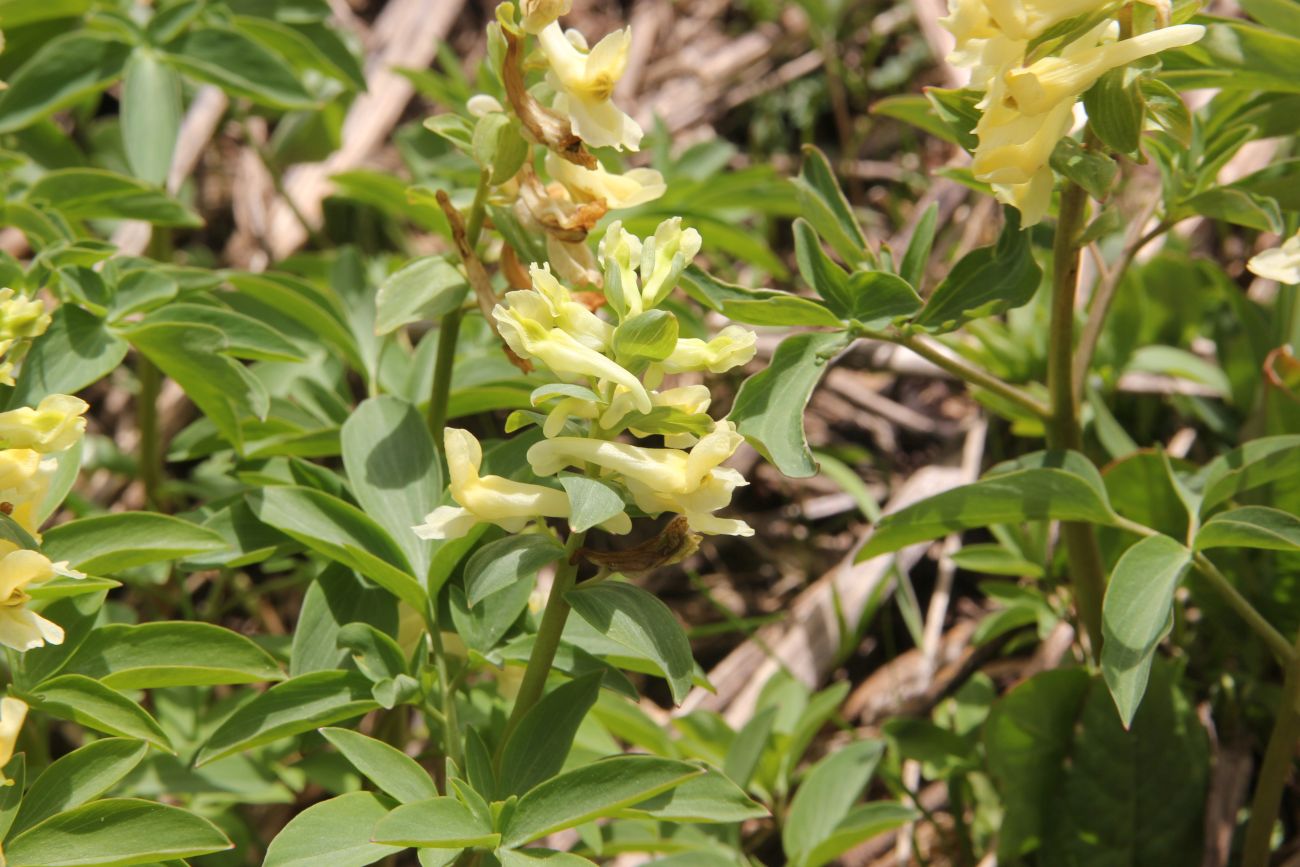 Изображение особи Corydalis marschalliana.