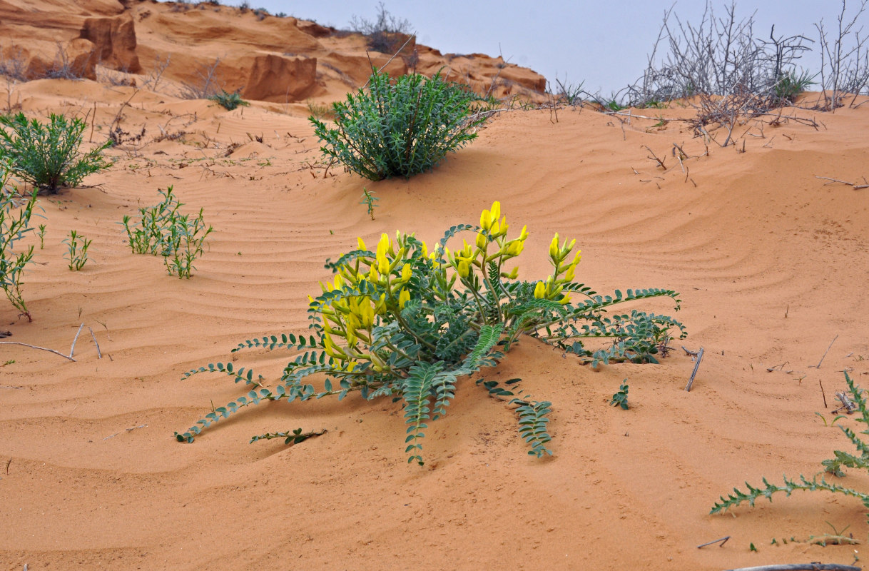 Изображение особи Astragalus longipetalus.