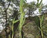 Sobralia dichotoma