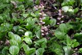 Pyrola incarnata