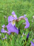 Iris setosa. Цветок. Хабаровский край, Хабаровский р-н, ст. Хехцир. 03.06.2018.