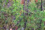 Juniperus communis