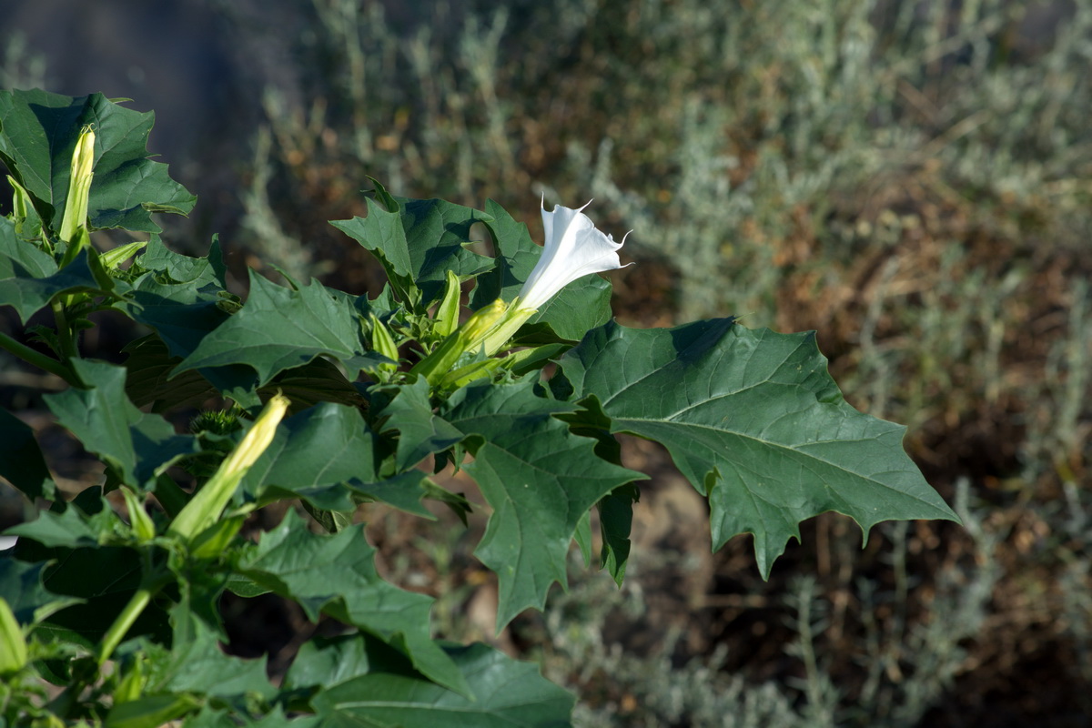 Image of Datura stramonium specimen.