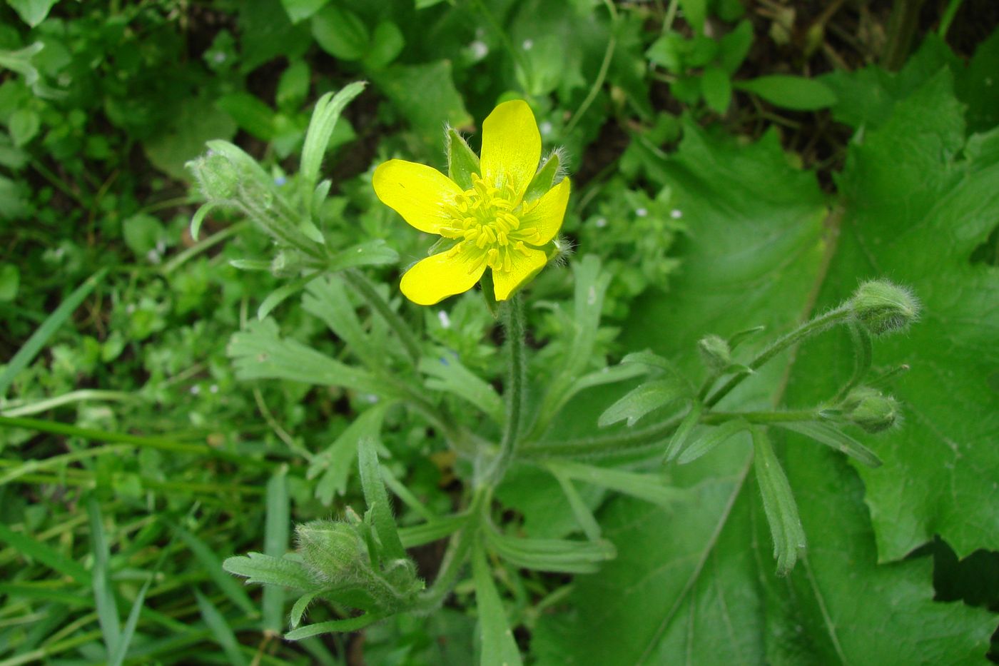 Image of Ranunculus oxyspermus specimen.