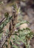 Oxytropis pilosa. Соплодие. Пермский край, Кунгурский р-н, окр. с. Филипповка, гора Ледяная, крутой слабо задернованный склон. 11.09.2021.