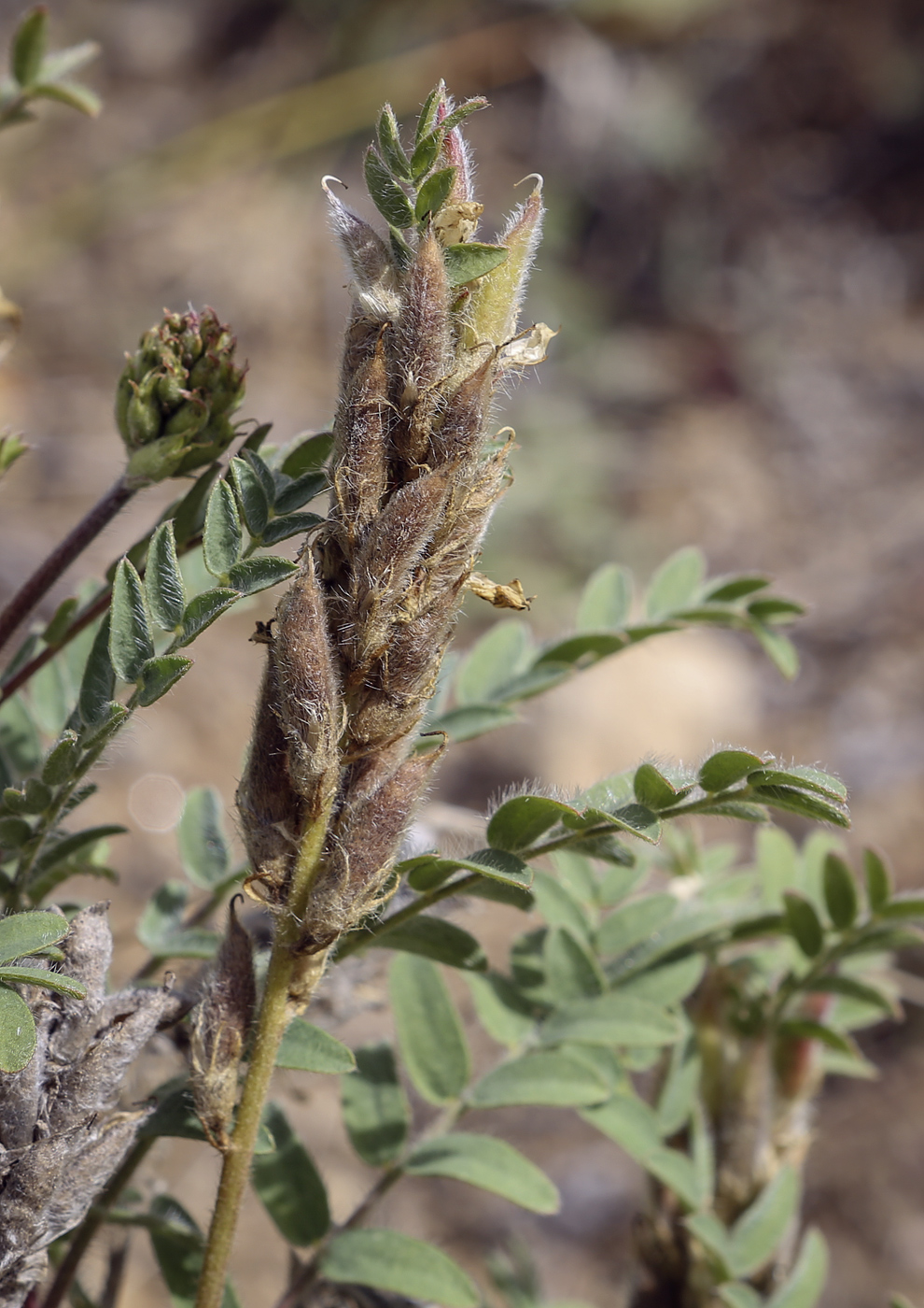 Изображение особи Oxytropis pilosa.