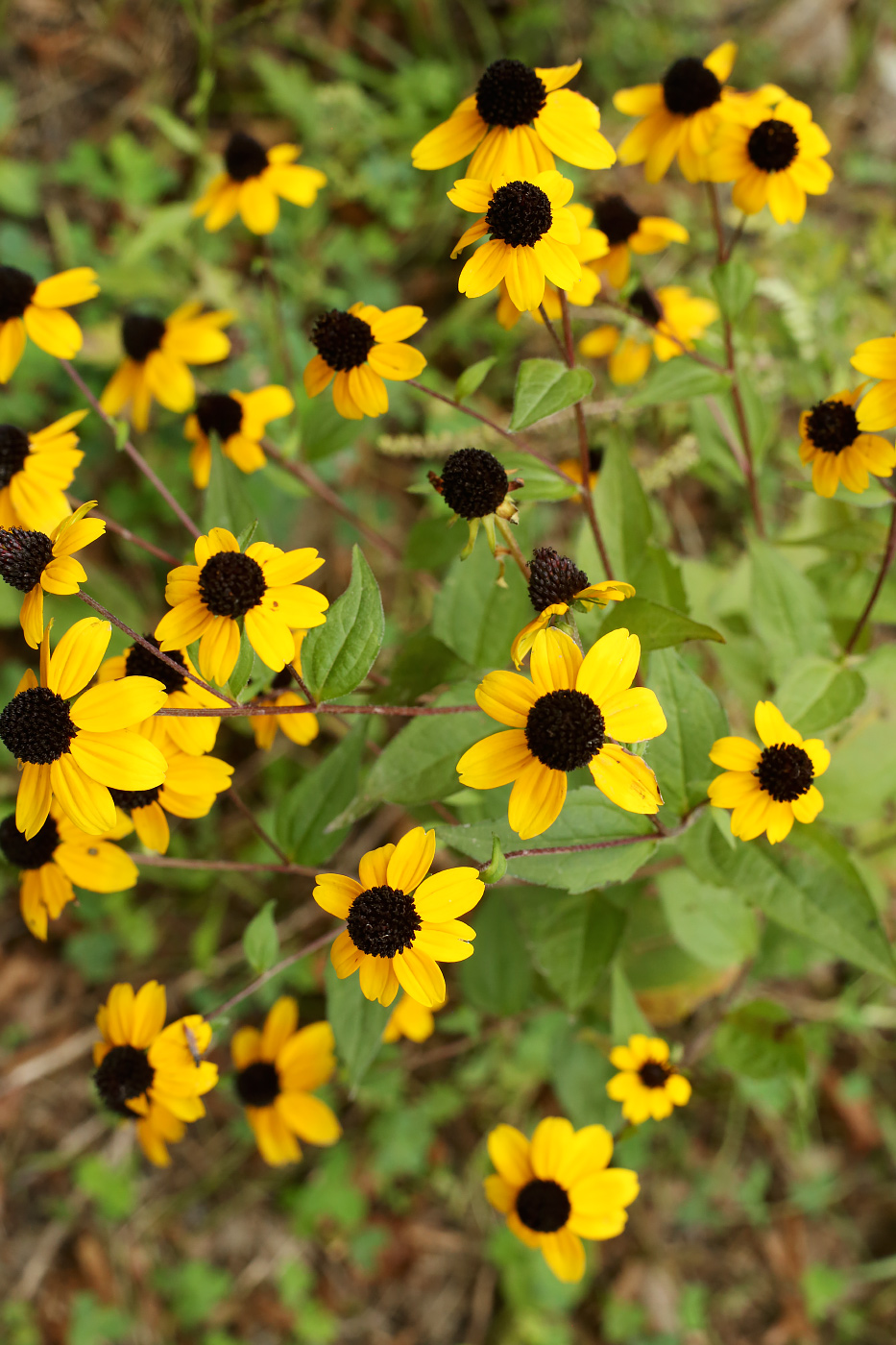 Изображение особи Rudbeckia triloba.