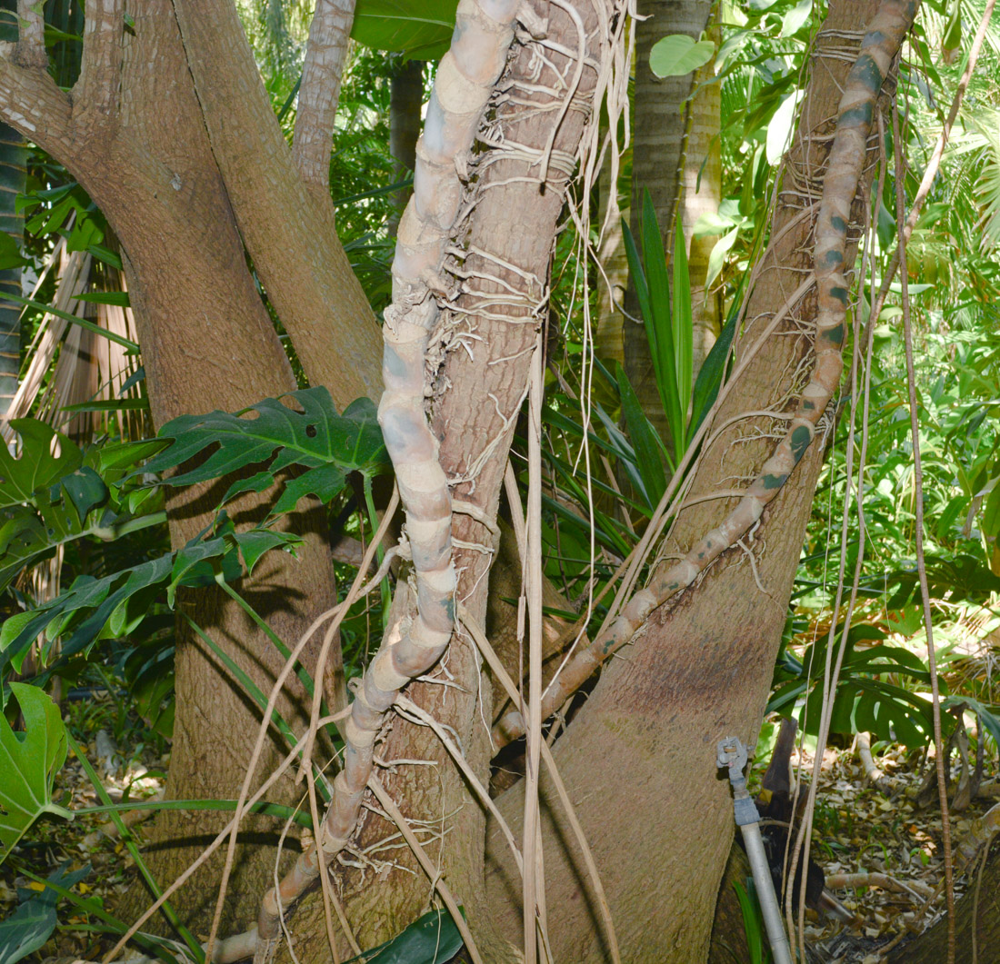 Image of Monstera deliciosa specimen.