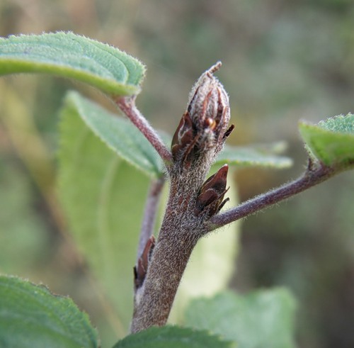 Изображение особи род Rhamnus.