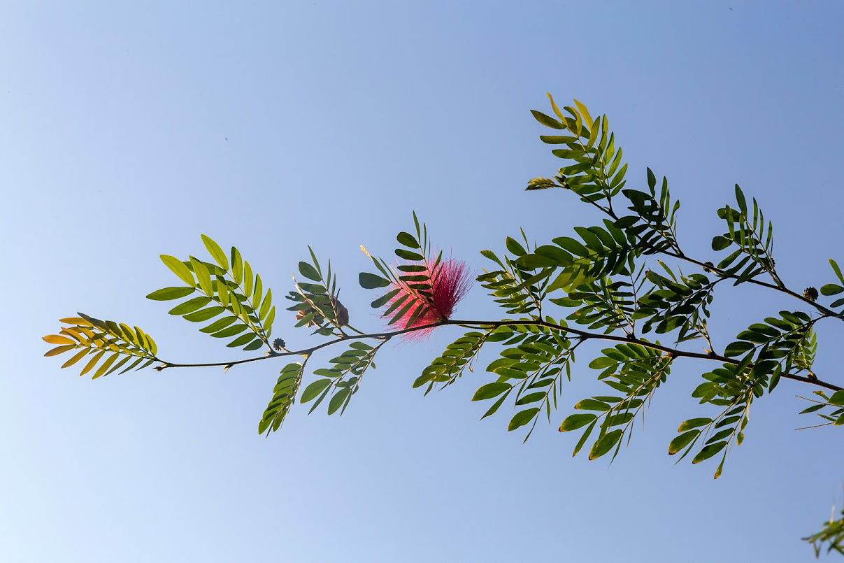 Изображение особи род Calliandra.