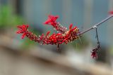 Odontonema tubaeforme
