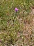 Centaurea scabiosa