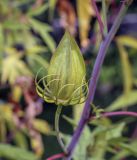 Hibiscus × hybridus. Бутон. Москва, Воробьёвы горы, Ботанический сад МГУ, в культуре. 01.09.2021.