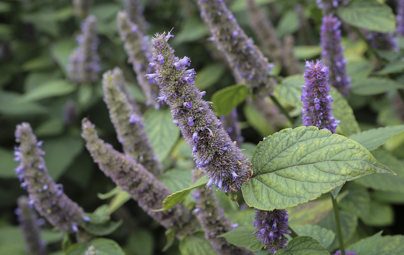 Изображение особи Agastache rugosa.