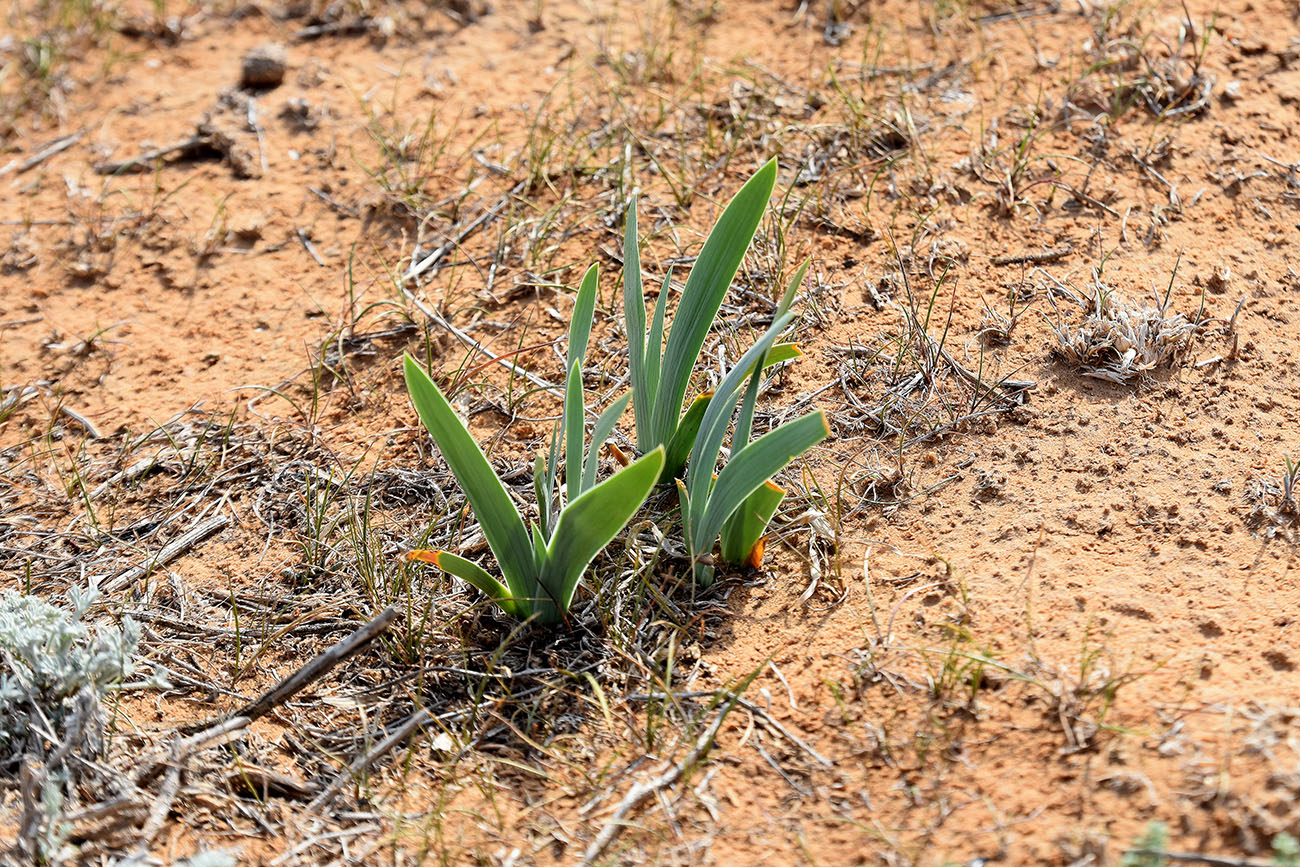 Image of Iris pumila specimen.