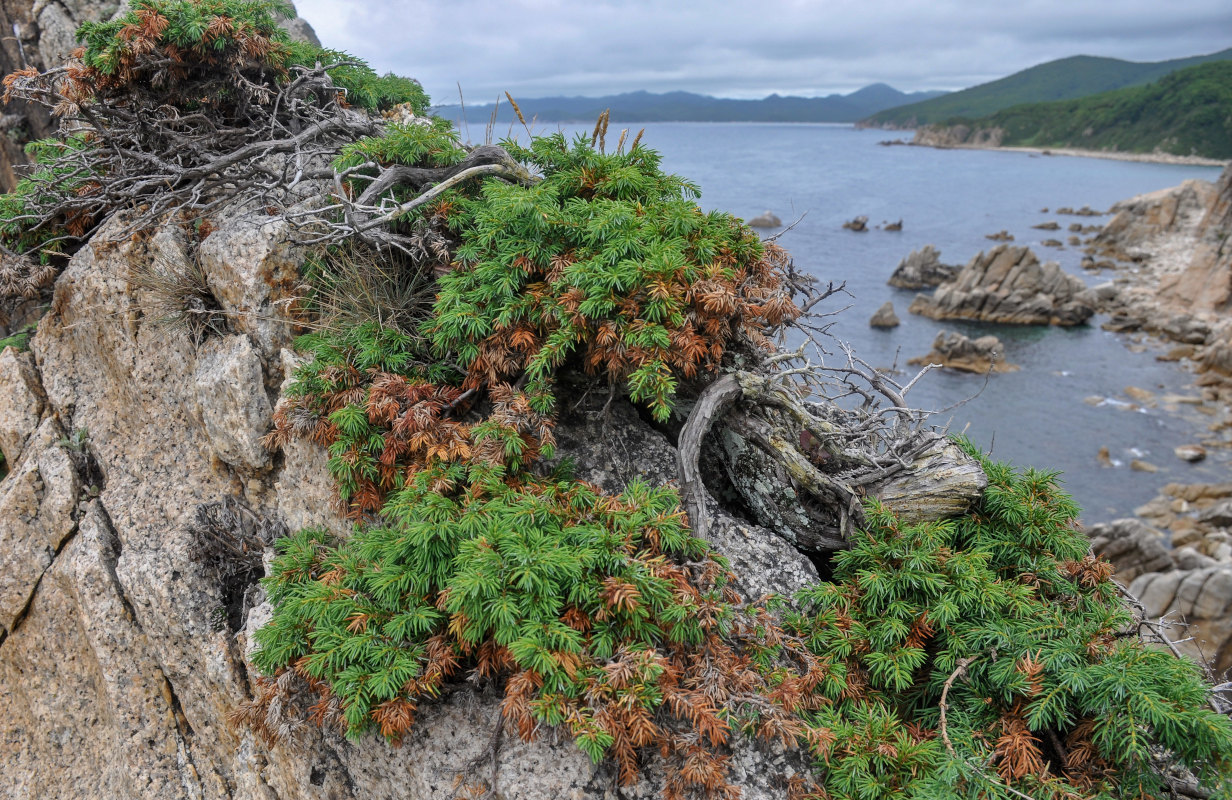 Изображение особи Juniperus conferta.