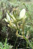 Oxytropis macrocarpa. Соцветие. Узбекистан, хребет Нуратау, Нуратинский заповедник, урочище Хаятсай, около 1400 м н.у.м. 05.05.2007.