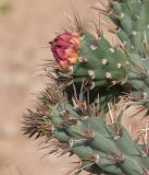 Cylindropuntia cholla