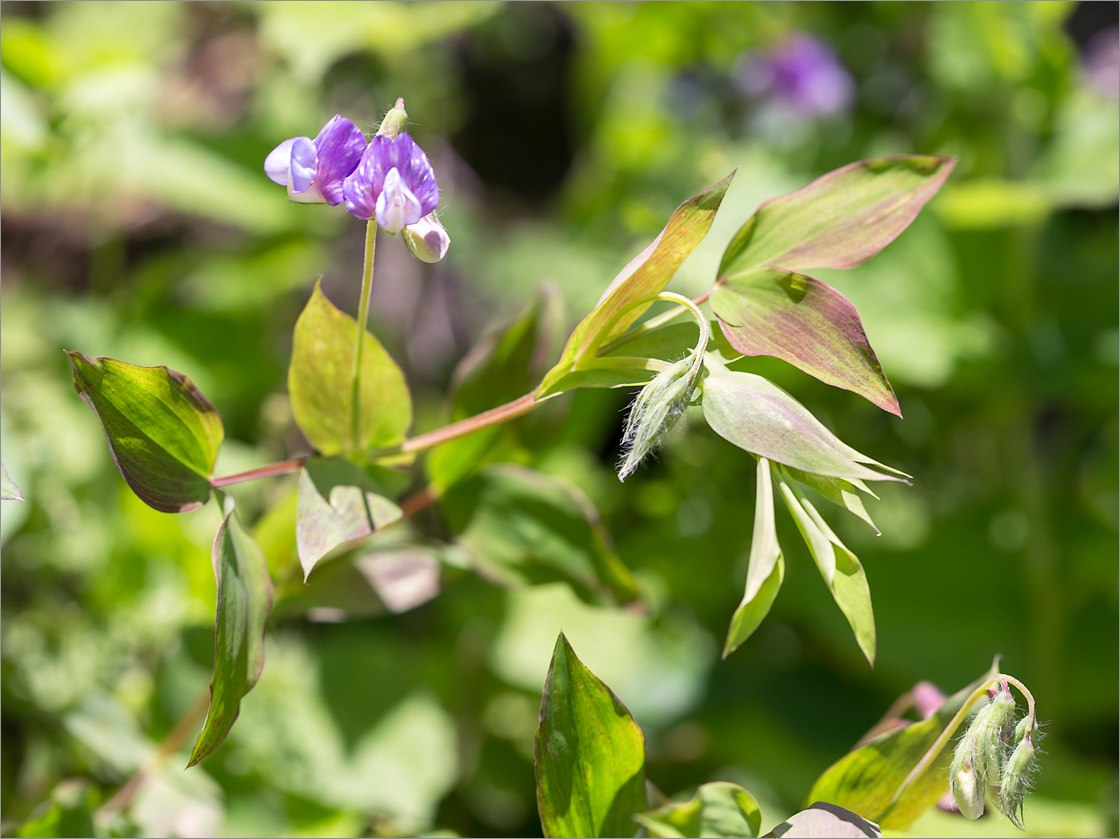 Изображение особи Lathyrus laxiflorus.