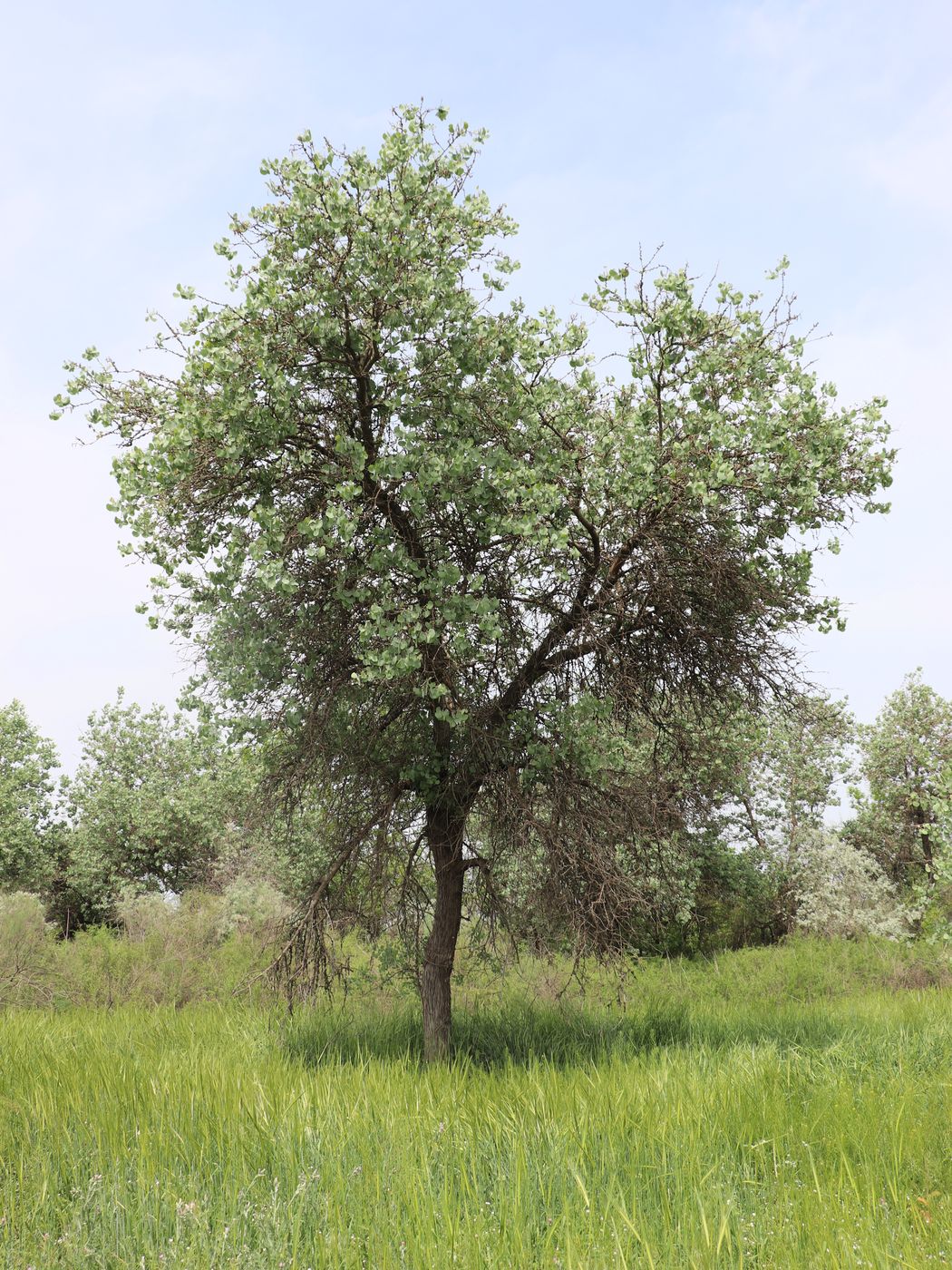 Image of Populus pruinosa specimen.