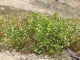 Spinacia tetrandra. Плодоносящие растения (на заднем плане - соцветия растения из Asteraceae). Дагестан, Дербентский р-н, 4 км к западу от с. Музаим, долина р. Камышчай, опустошенное дно балки. 5 мая 2022 г.