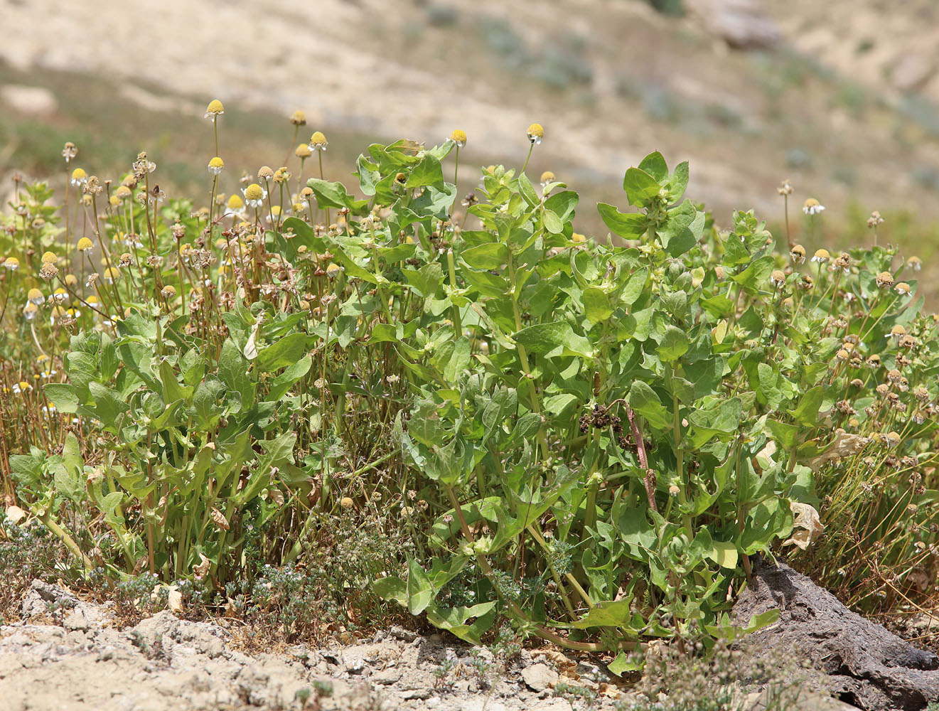 Image of Spinacia tetrandra specimen.