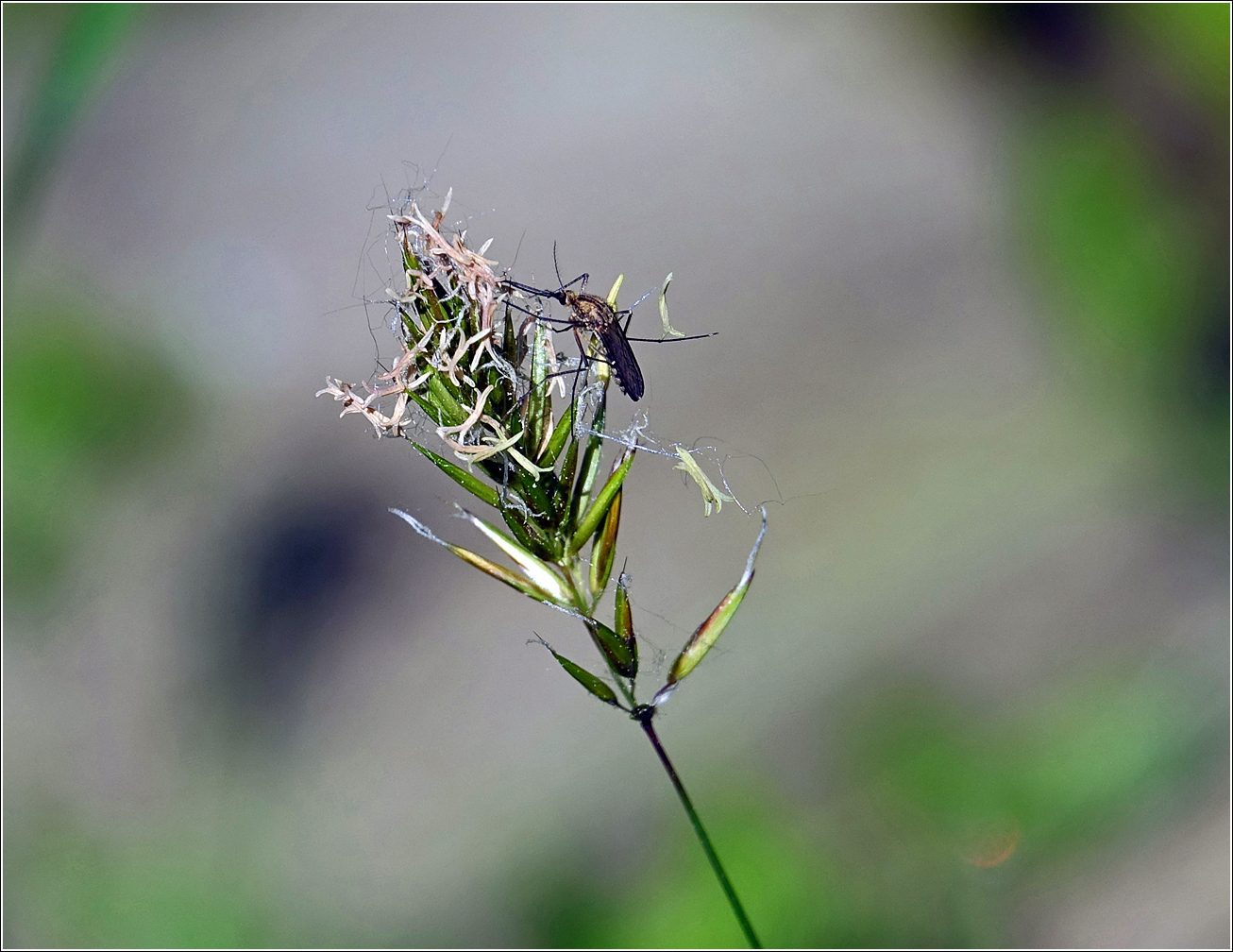 Image of Anthoxanthum odoratum specimen.