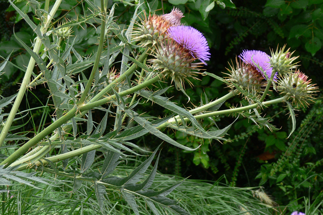 Image of Cynara scolymus specimen.