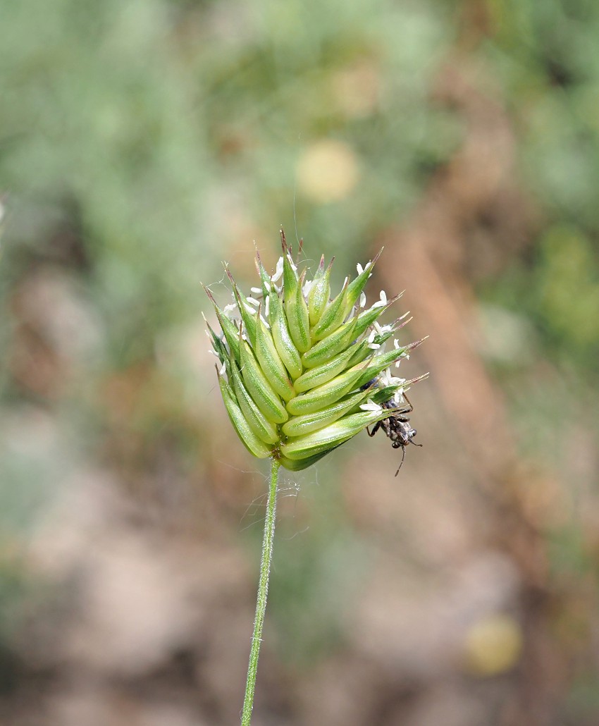 Image of Eremopyrum triticeum specimen.