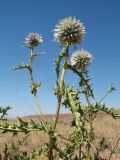 Echinops subglaber. Верхушка цветущего растения. Южный Казахстан, вост. предгорья хр. Сырдарьинский Каратау, Закаратауская равнина (возвышенность), сев. побережье оз. Ащиколь, сухая солоноватая степь. 26 июня 2022 г.