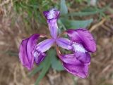 Iris aphylla