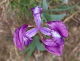 Iris aphylla. Цветок. Дагестан, Левашинский р-н, окр. с. Цудахар, широколиственный лес. 9 мая 2022 г.
