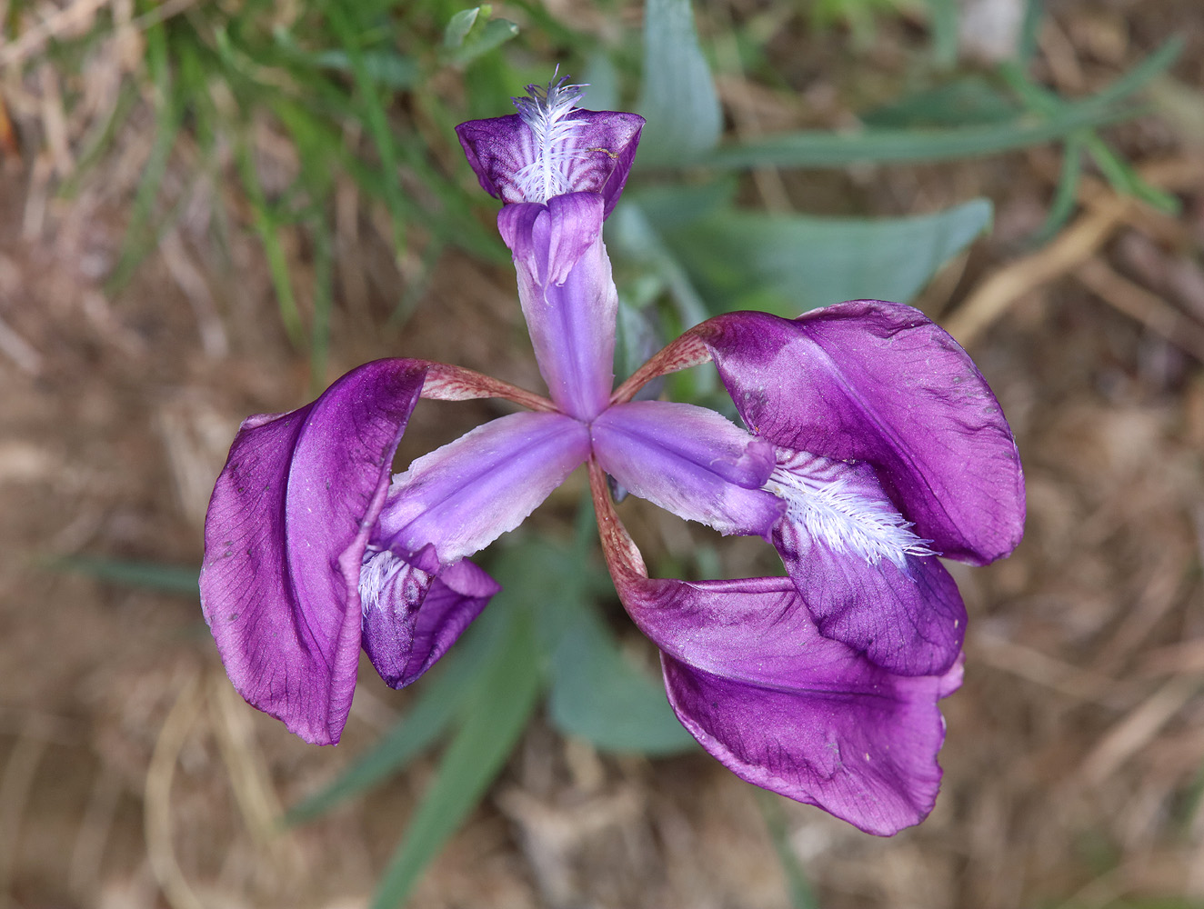 Изображение особи Iris aphylla.