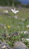 род Anemone