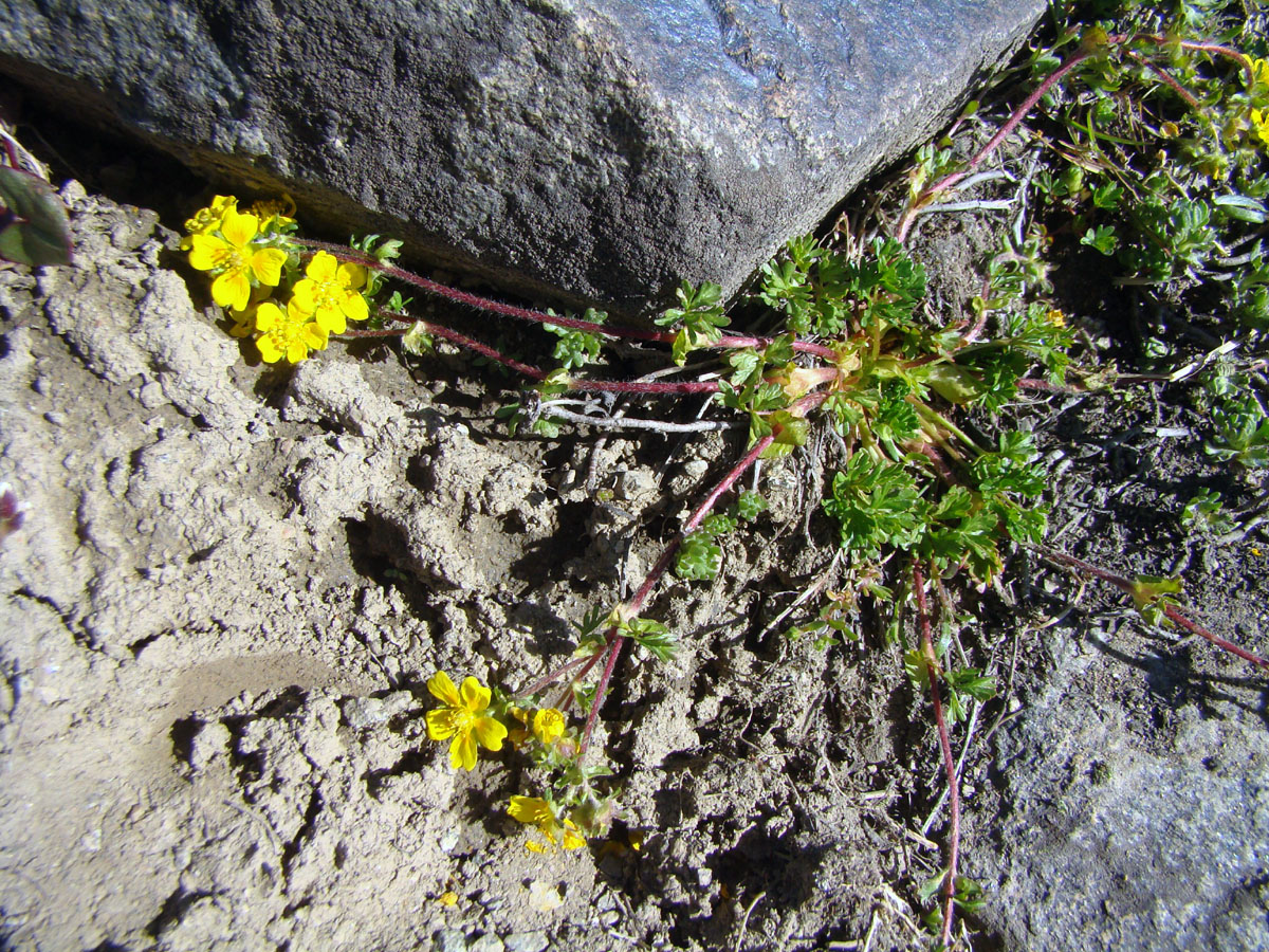 Изображение особи Potentilla flabellata.