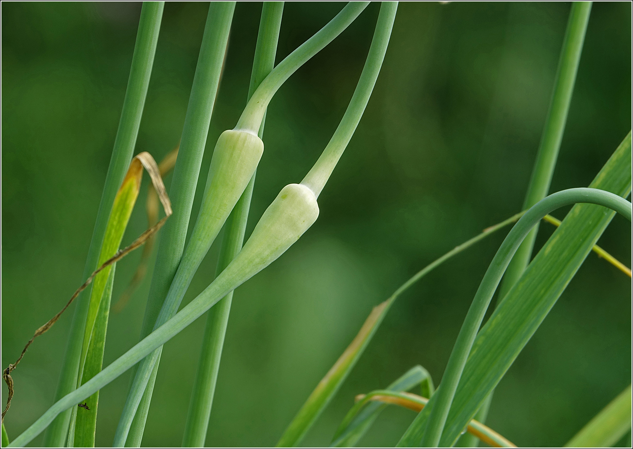 Image of Allium sativum specimen.