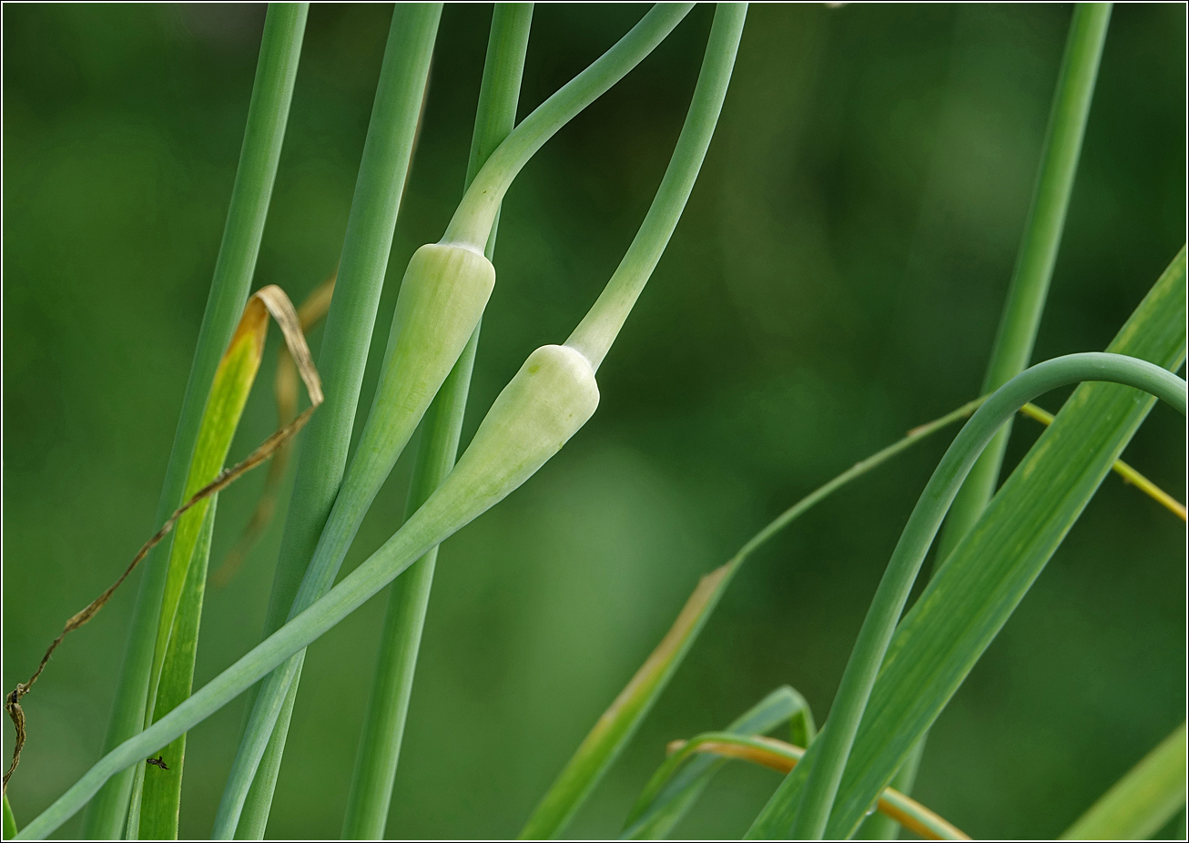 Изображение особи Allium sativum.